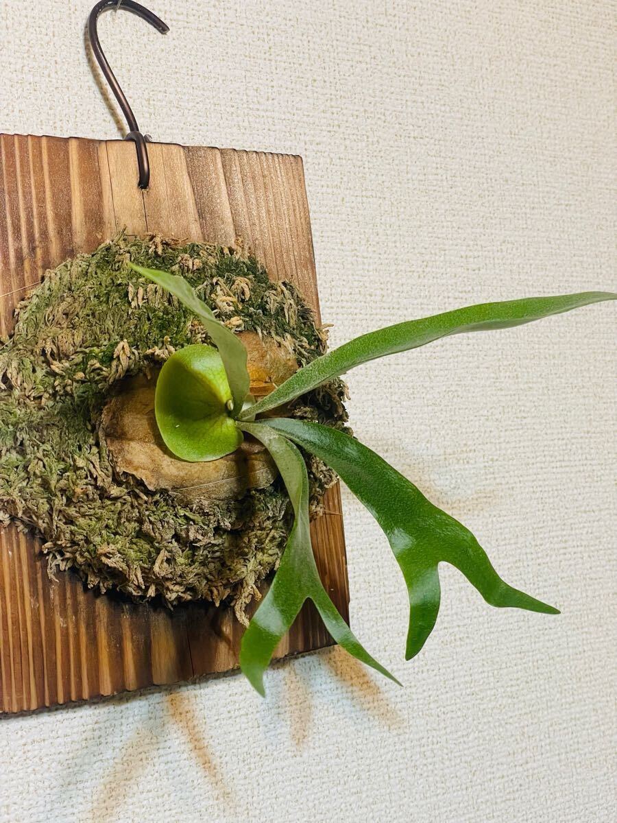 P.kirin(P.willinckii × P.bifurcatum japanese hybrid) Platycerium staghorn fern ..