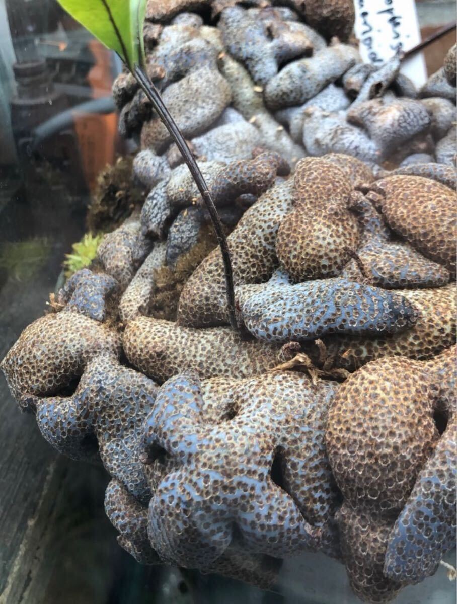 Lecanopteris lomarioides’Modayag’(blue rhizome type) レカノプテリス ロマリオイデス アリ植物 2