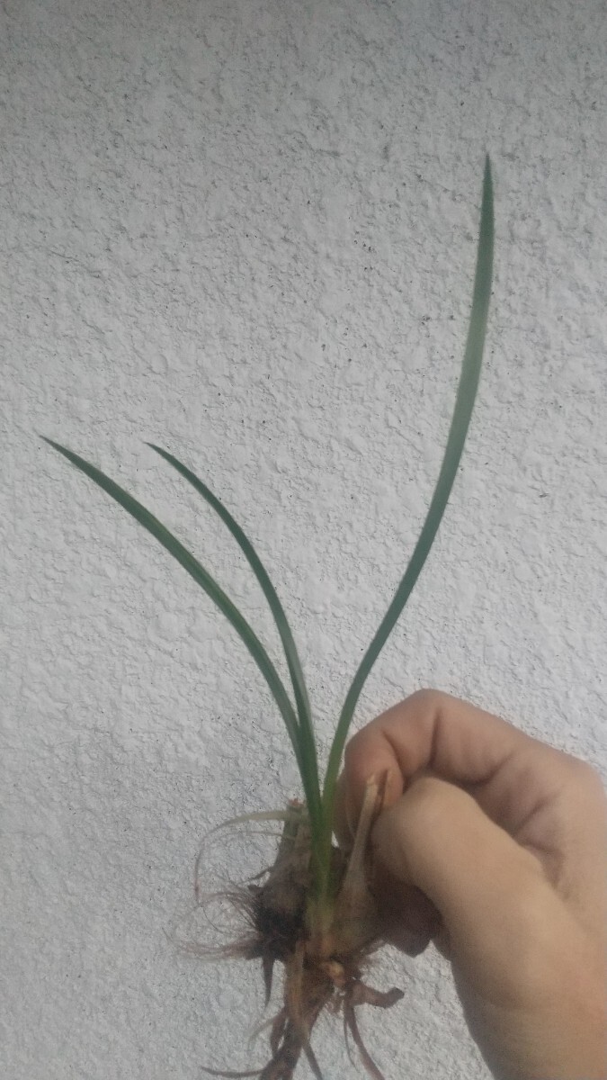 薩摩寒蘭 三笠大雄