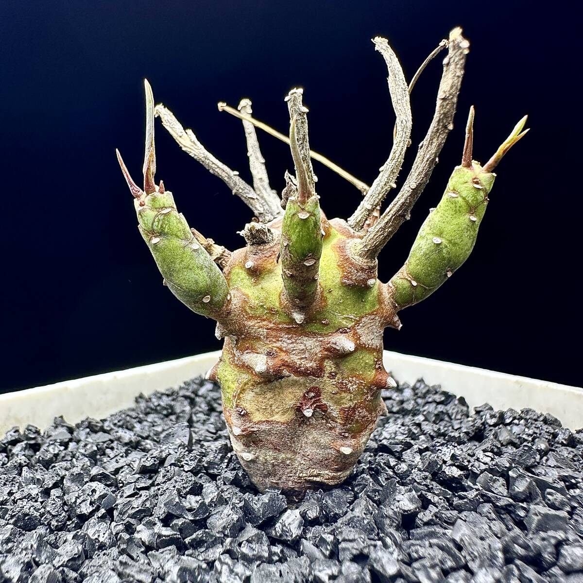 186E ユーフォルビア エチュベルクローサ まん丸型 euphorbia etuberculosa 多肉植物 -  サボテン（hoteleintragen.de）