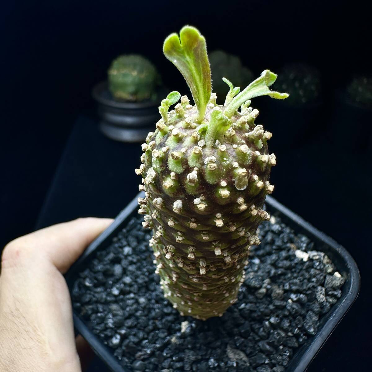 ユーフォルビア ハドラマウチカ euphorbia hadramautica E. hadramautica ちょっと早いメリクリ的ポスト。赤い胴に華やか