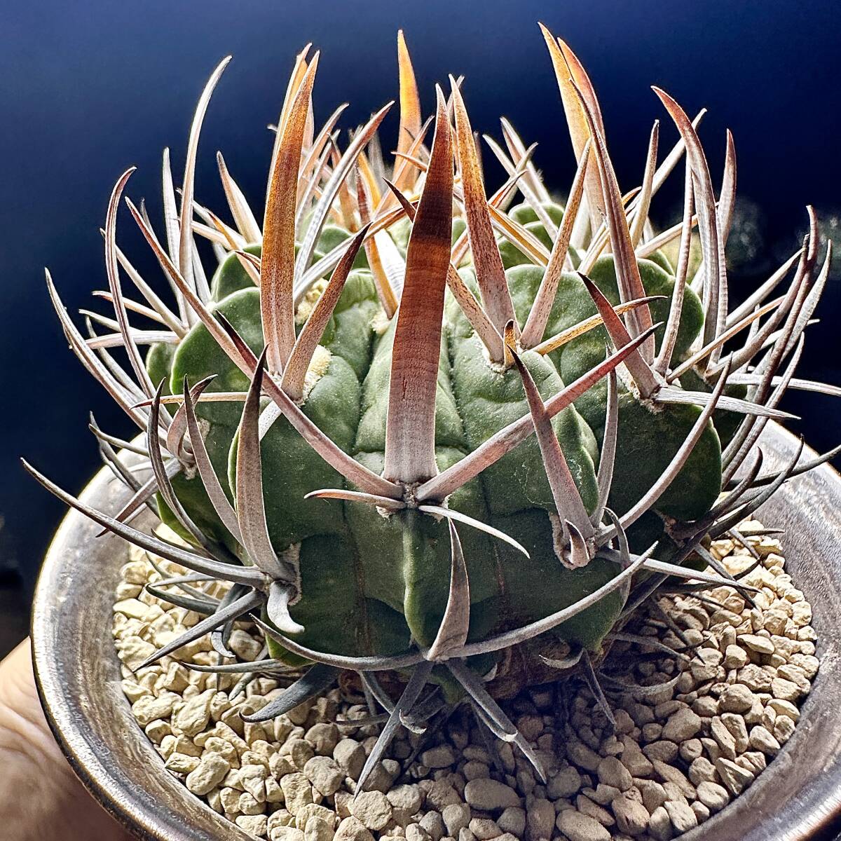 329E 多肉植物 サボテン 竜剣丸 Echinofossulocactus 極上品 329E 多肉植物 サボテン 竜剣丸 Echinofossulocactus 極上品