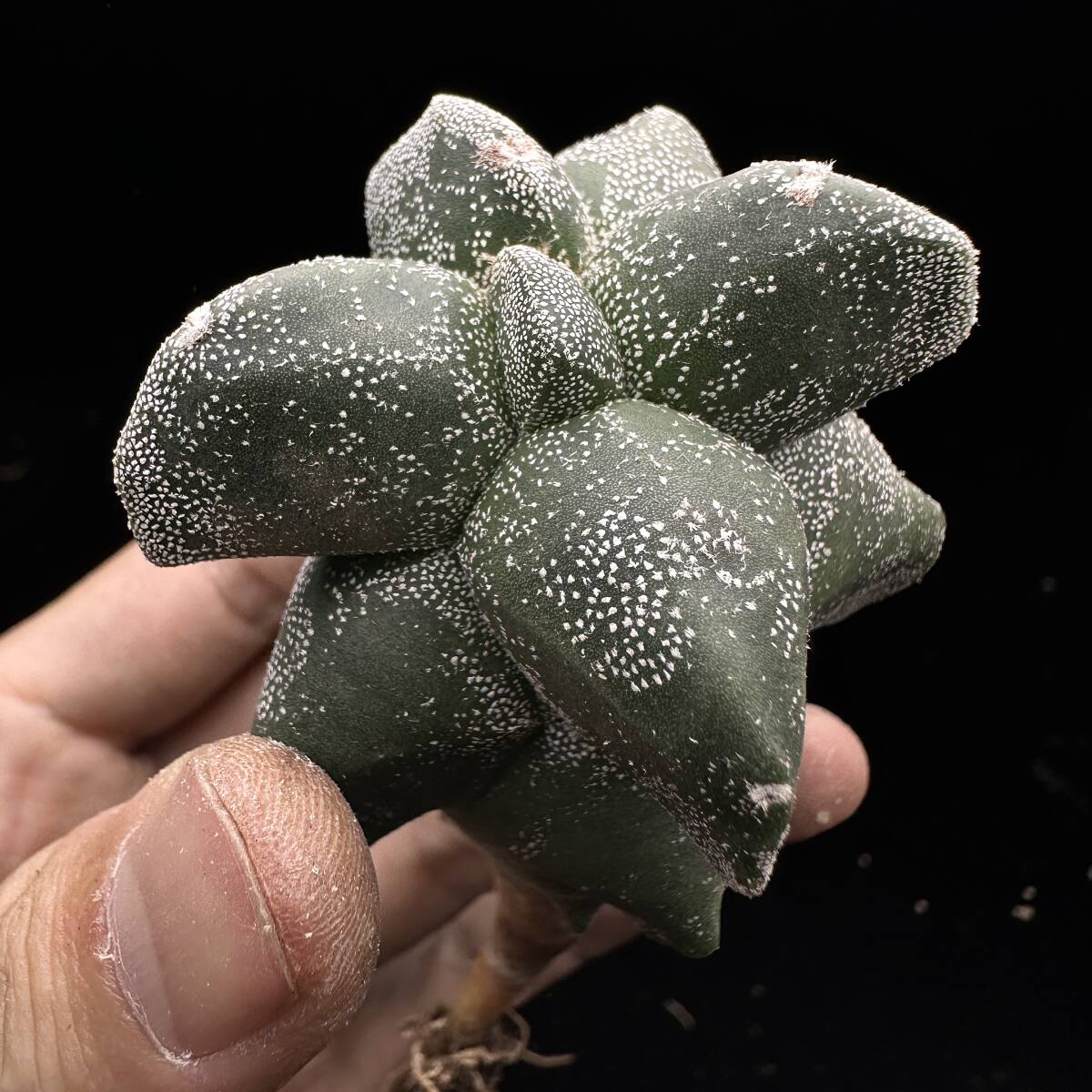 453E Astrophytum myriostigma サボテン アストロフィツム 角鸞鳳玉　モンスト
