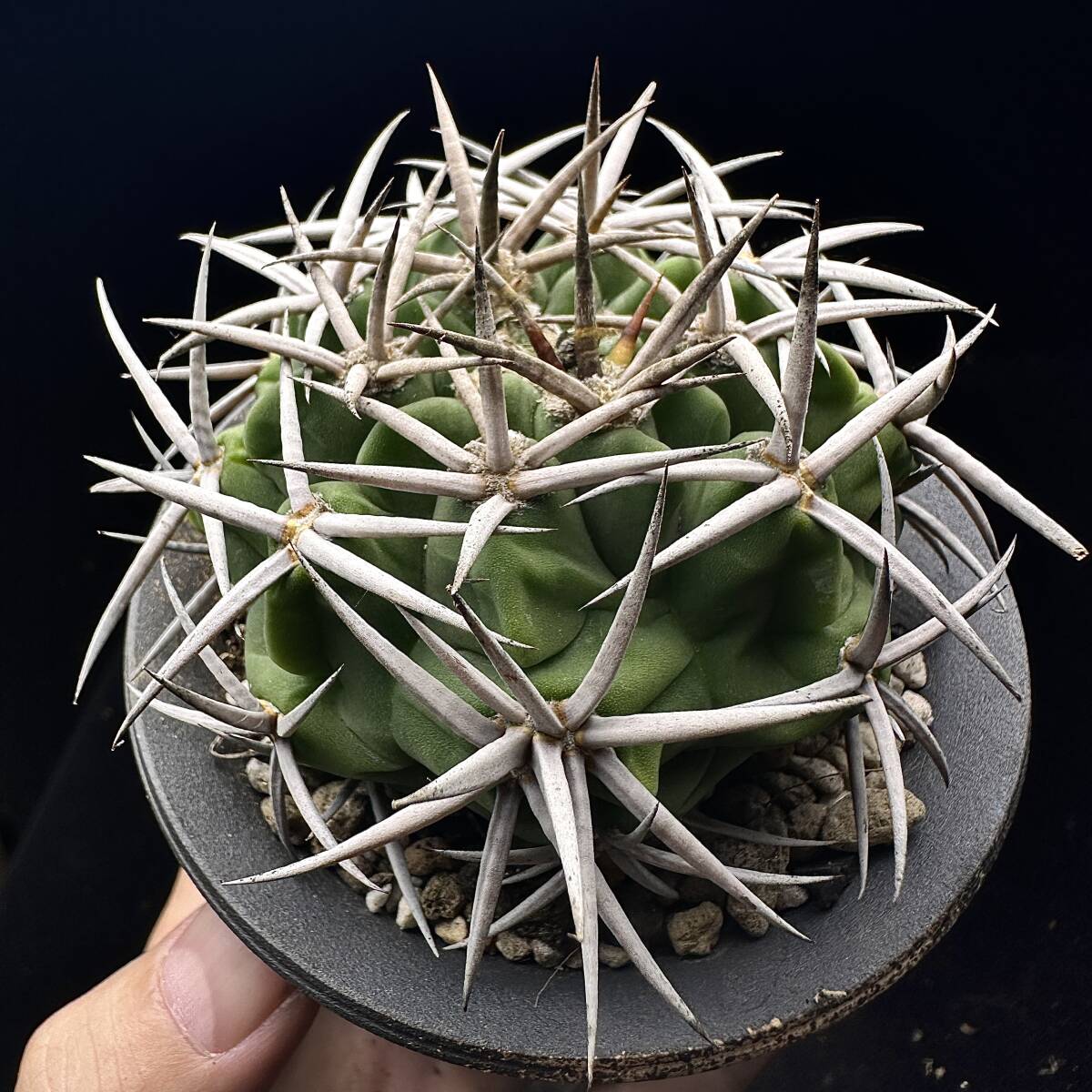 484E サボテン 多肉植物 ギムノカリキュウム フェロシオール　Gymnocalycium hybopleurum v.ferocior seedlings