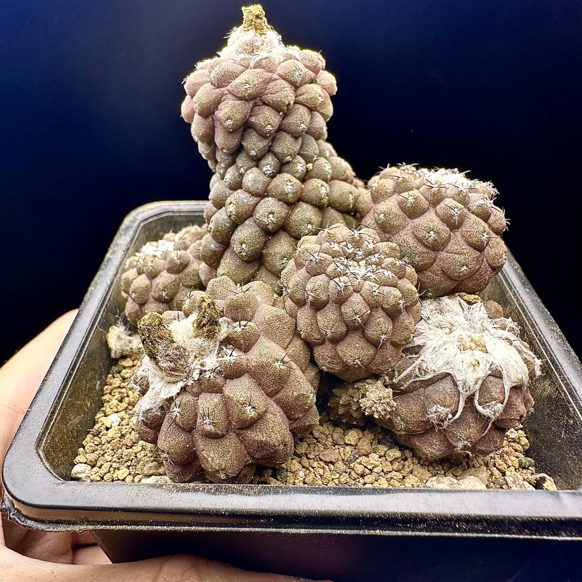 621Eサボテン コピアポア ヒポガエア リザードスキン Copiapoa hypogaea cv. Lizard Skin 621Eサボテン コピアポア ヒポガエア リザードスキン Copiapoa hypogaea cv. Lizard Skin