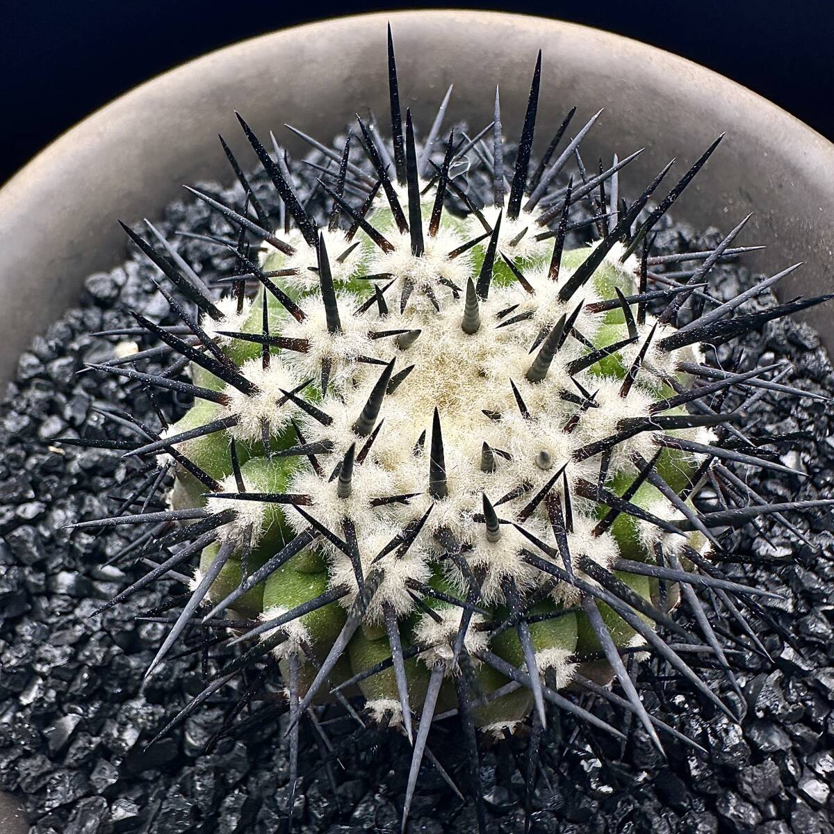 735E コピアポア　黒王丸 Copiapoa cinerea エリオシケ サボテン