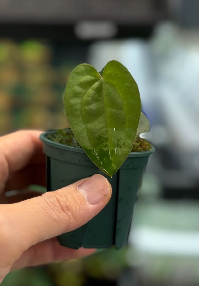 Anthuroom】 Anthurium 'Ace of Spades' (dark form) x Anthuroom】 Anthurium 'Ace of Spades' (dark form) x