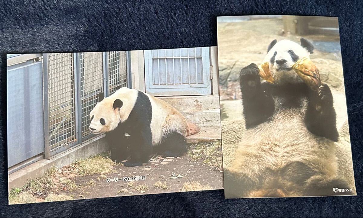 リーリー&シンシン2枚 上野公式ポストカード 上野動物園 リーリー&シンシン2枚 上野公式ポストカード 上野動物園