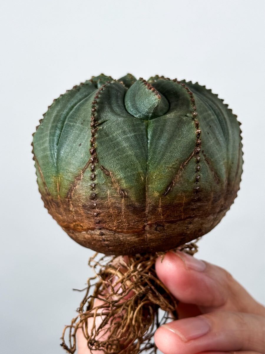 3 Euphorbia obesa ユーフォルビア オベサ ( サボテン 多肉植物 3 Euphorbia obesa ユーフォルビア オベサ ( サボテン 多肉植物