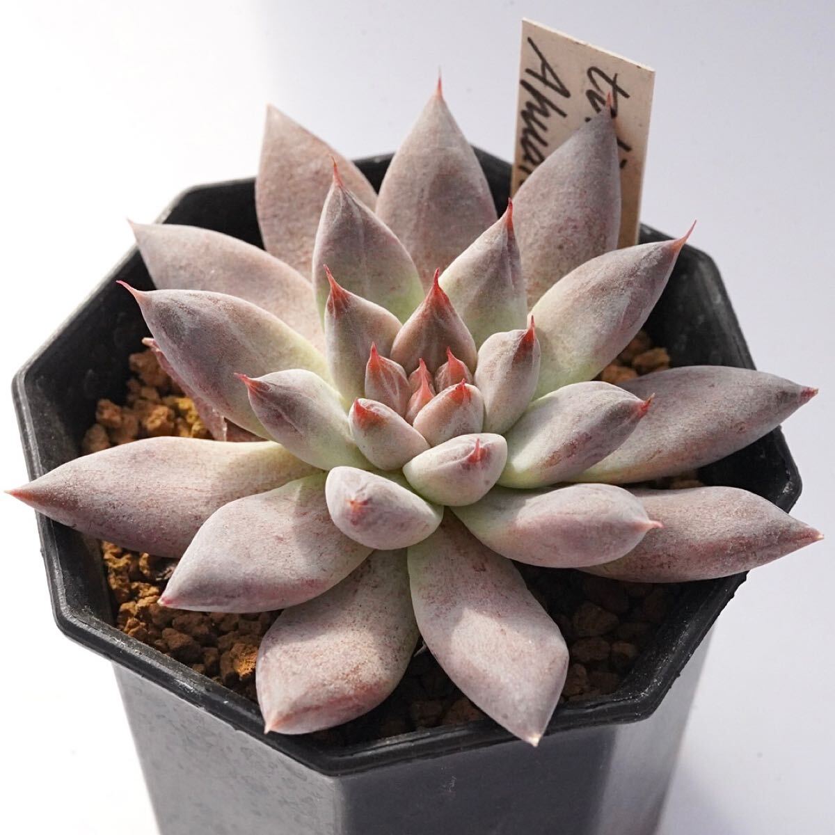 29. 【トリマネンシス×Ahualuluco】多肉植物**多肉**エケベリア **38BOTANIC**はっちパパ苗