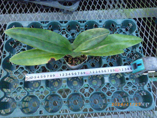 パフィオ原種 Paph.mastersianum x sib ( ' Hsinying 'BM/TPS x sib )蕾付き未開花株