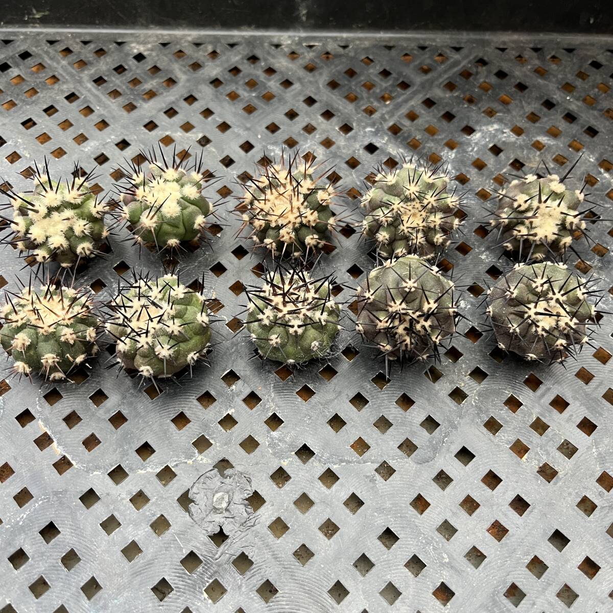 Q32 コピアポア　黒王丸　Copiapoa cinerea 強刺　エリオシケ 多肉植物 サボテン 10個