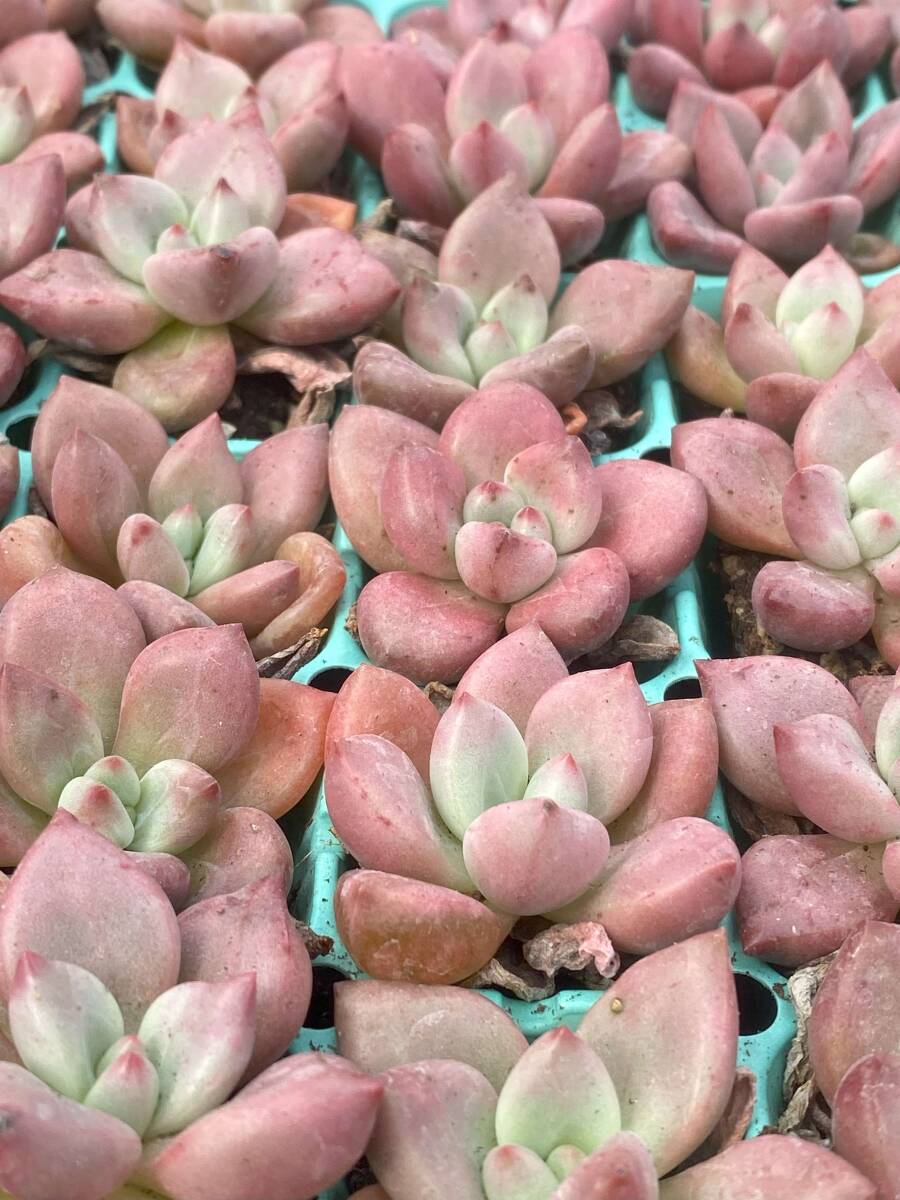 V157-1 桃の花B 72苗 多肉植物 土と根付き エケベリア レア種