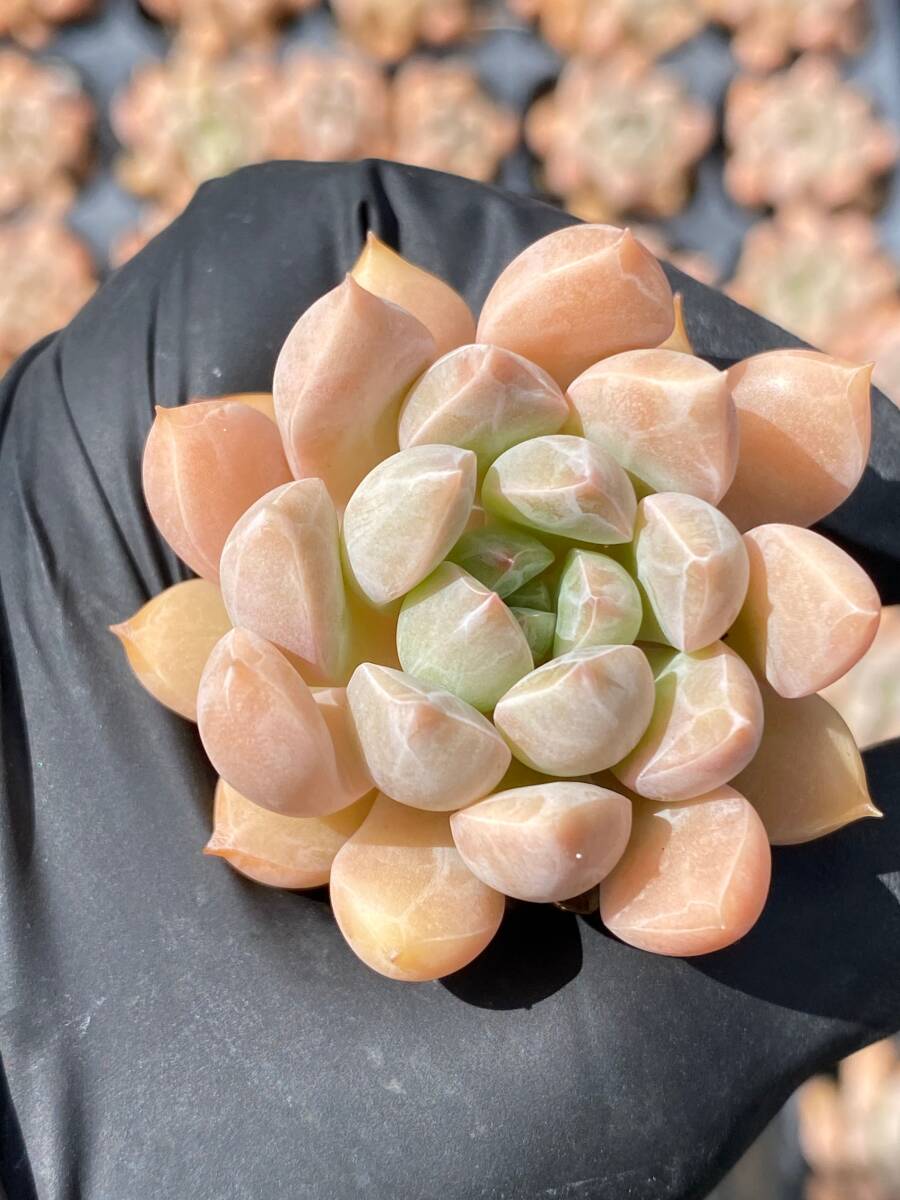 V123-2 ユーゴー 50苗 多肉植物 土と根付き エケベリア レア種 韓国苗 サボテン 詰め合わせ