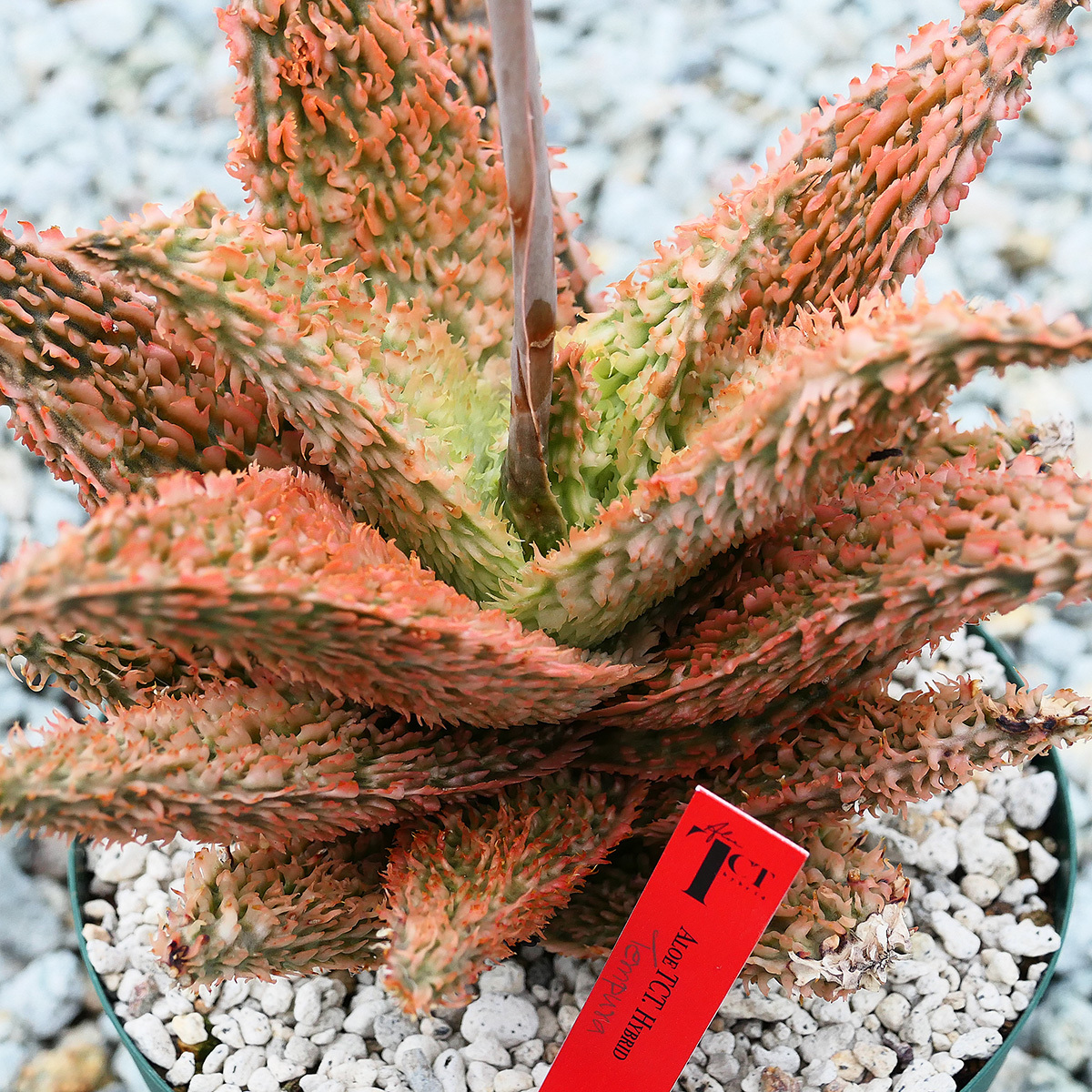 Bibian 比比昂- Aloe hybrid Tempra TCT アロエハイブリッド Bibian 比比昂- Aloe hybrid Tempra TCT アロエハイブリッド