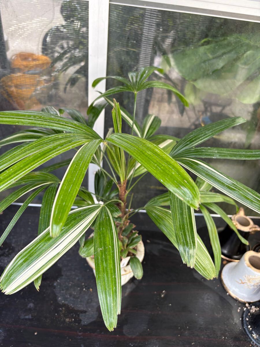 INZ観音竹【☆(一六華雪姫縞抜け　紺縞含む) Rhapis Excelsa！Miniature Palms of Japan☆】棕櫚竹・古典園芸・観棕竹・觀音棕竹