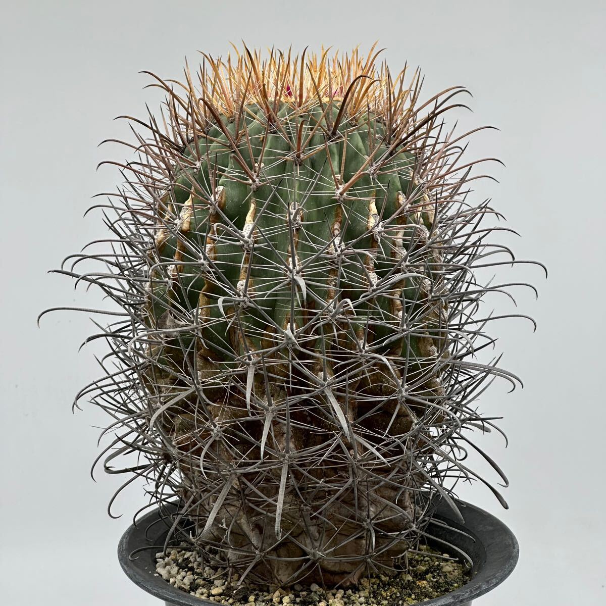 サボテン　フェロカクタス　【神仙玉】大株 サボテン：フェロカクタス 神仙玉*10cm（現品 一品限り