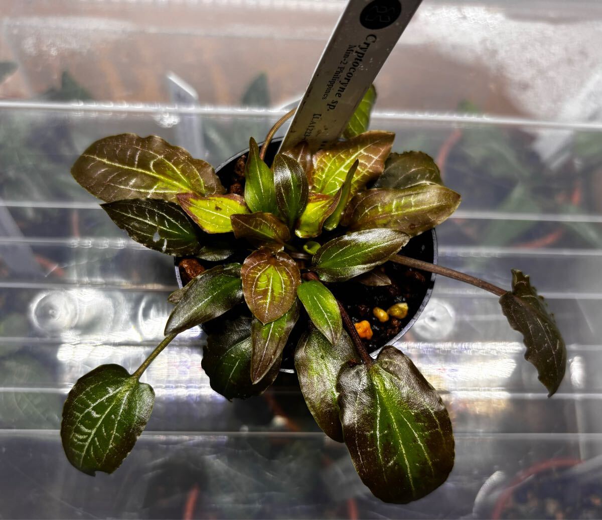 LA便 ADA LAB Cryptocoryne sp.Min-2 Philippines 【LA1223-012 LA便 ADA LAB Cryptocoryne sp.Min-2 Philippines 【LA1223-012