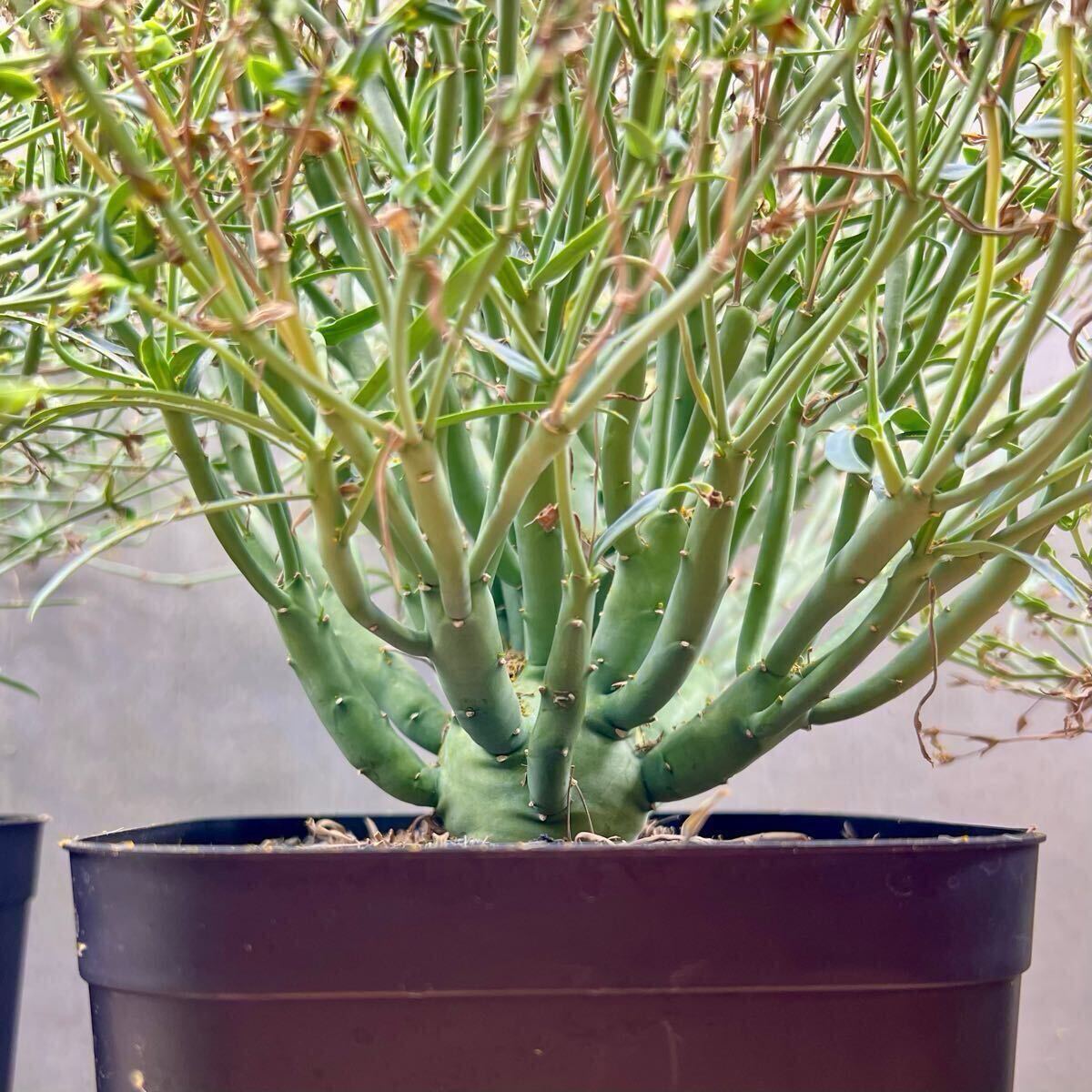 ユーフォルビア　エチュベルクローサ　実生　良型　親株サイズ　開花株　サボテン ユーフォルビア エチュベルクローサ 実生 良型 親株サイズ 開花