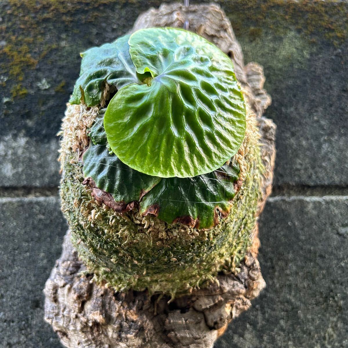 ビカクシダ マダガスカリエンセ 子株 Platycerium
