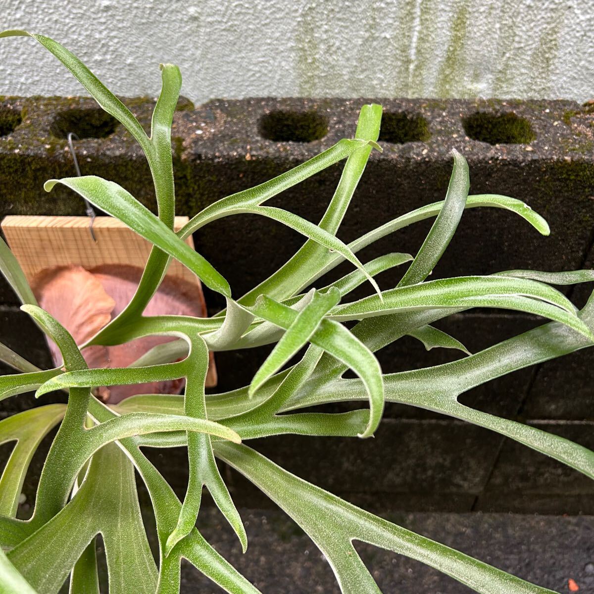 アルシコルネマダガスカル　[選抜]中株 アルシコルネマダガスカル (P. Alcicorne var.Madagascar