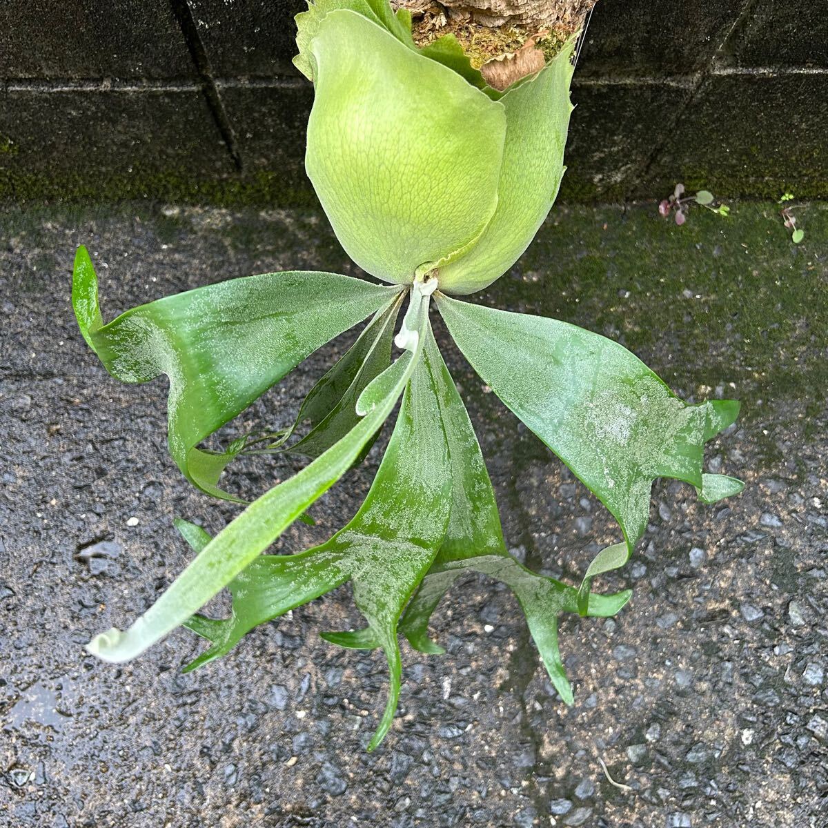 ビカクシダ フーンシキ P. foong siqi コウモリラン 観葉植物 ビカクシダ フーンシキ P. foong siqi コウモリラン 観葉植物