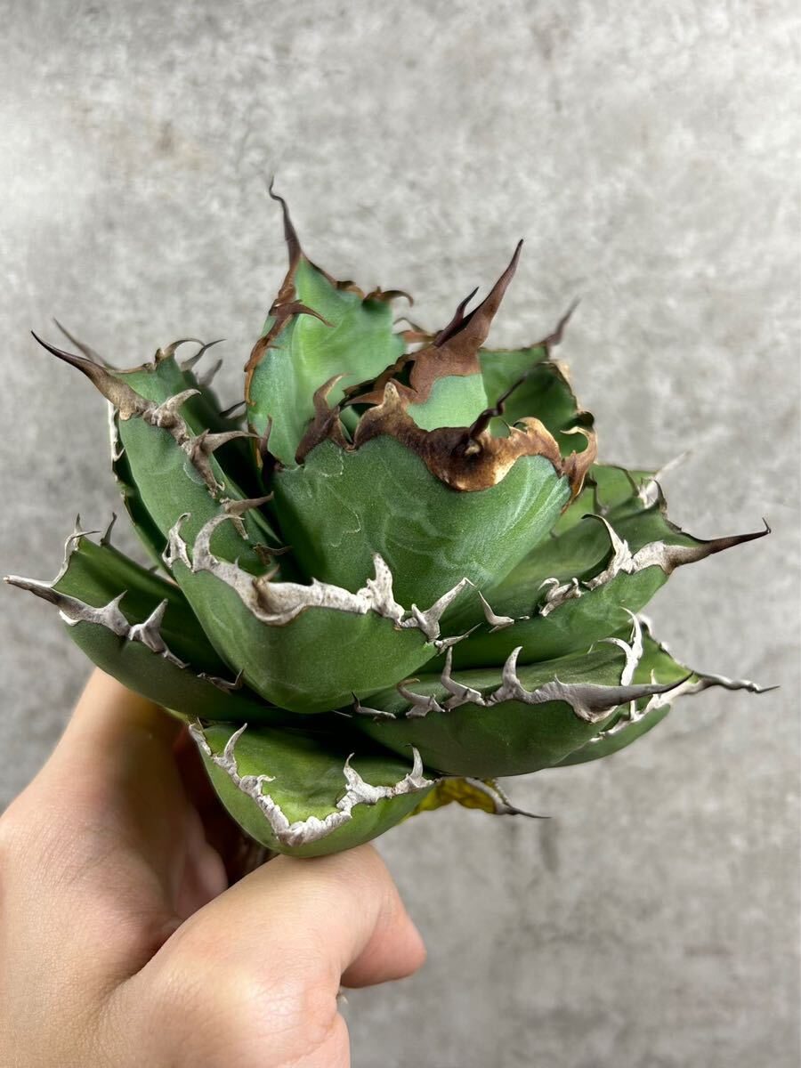 多肉植物 アガベ チタノタ 鬼竜 強棘 FENICE産 006検(悪魔くん 多肉植物 アガベ チタノタ 鬼竜 強棘 FENICE産 006検(悪魔くん