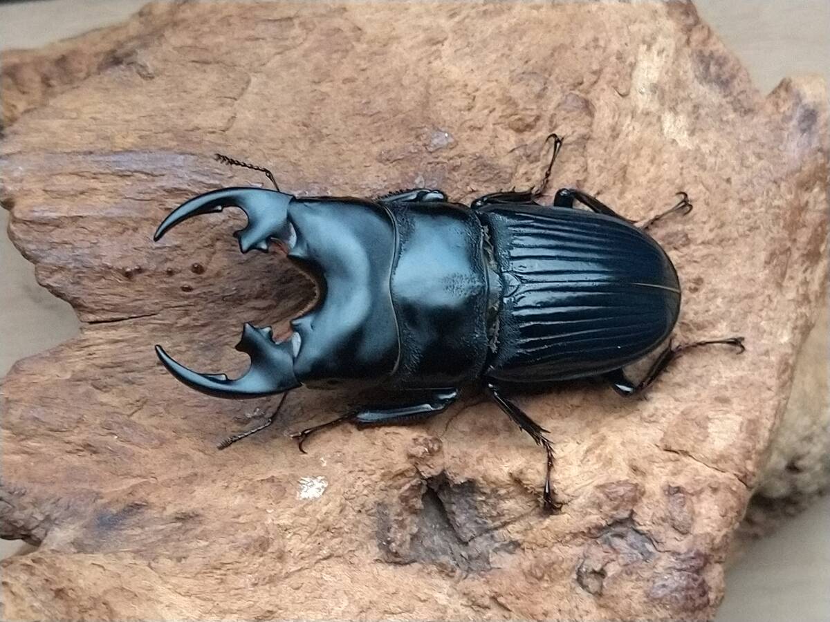 プラティオドンネブトクワガタ プラティオドンネブト　2♂　その2