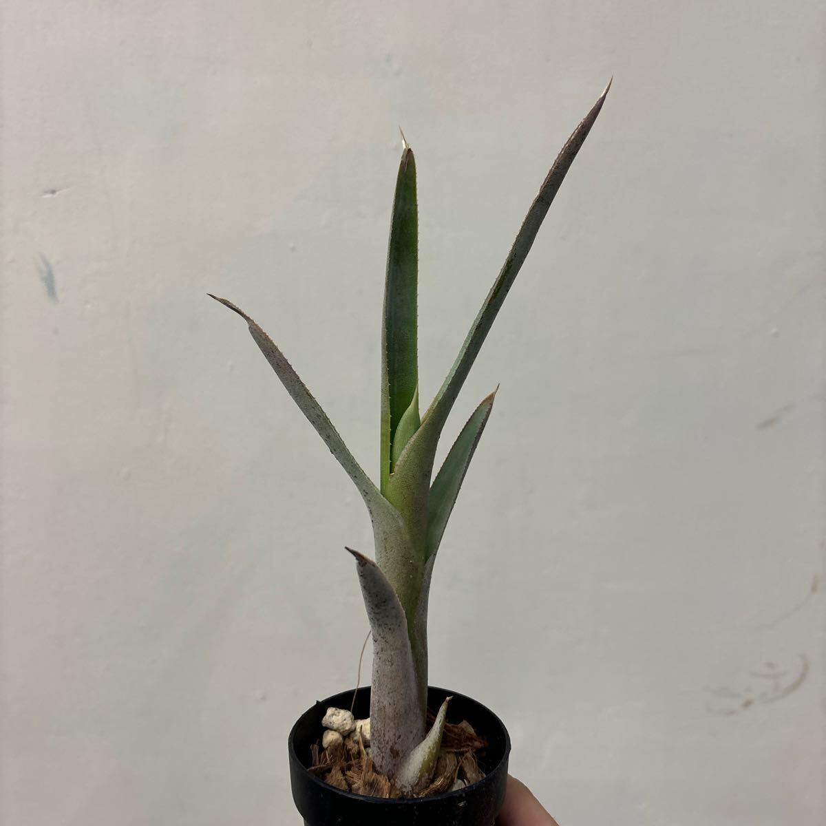 ［Pof］Neoregelia bahiana (pabstiana) Minas Gerais， Brazil ネオレゲリア・バヒアナ（パブスティアナ）・ミナスジェライス