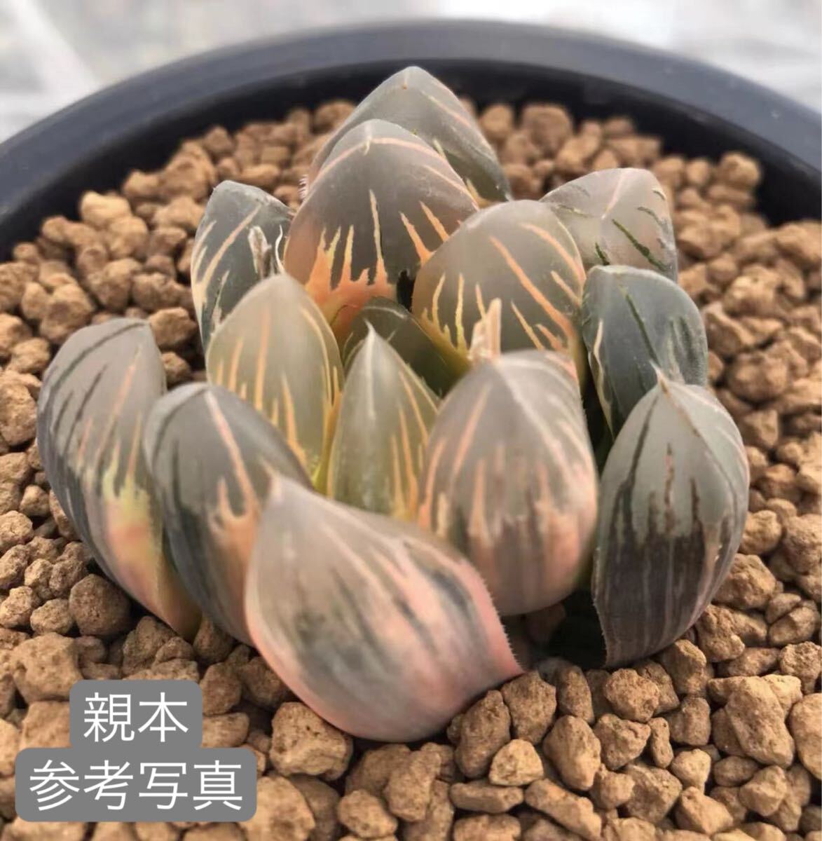 35 is oru Cheer succulent plant black ... own breeding 