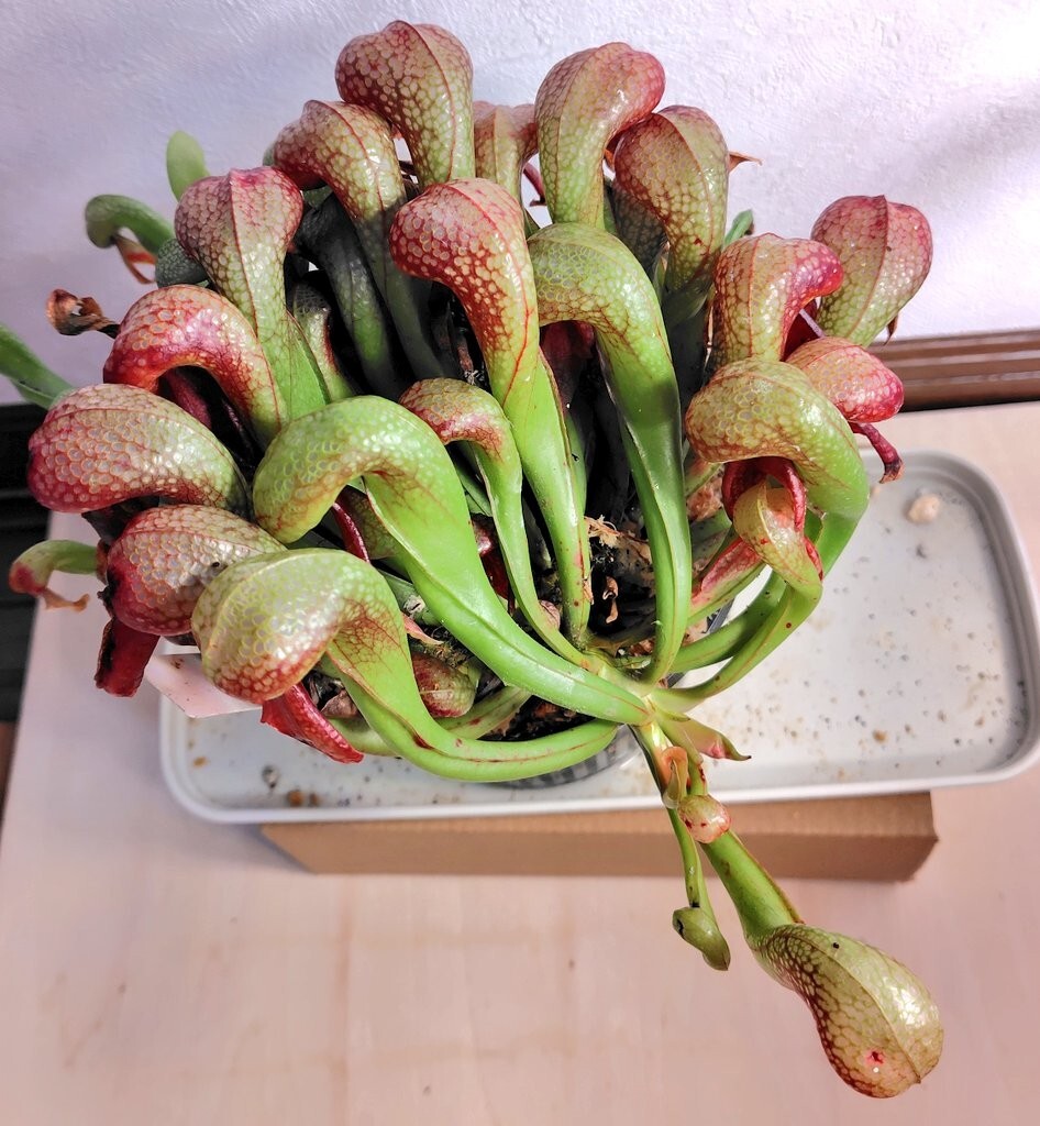 Darlingtonia californica Y's Lab ダーリングトニア Darlingtonia californica Y's Lab ダーリングトニア