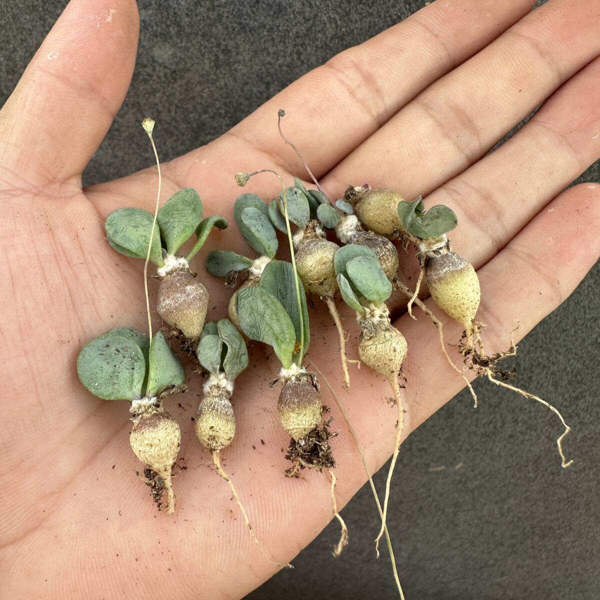 苗ご相談ページ k42 珍奇植物 オトンナインターメディアOthonna intermedia 多肉