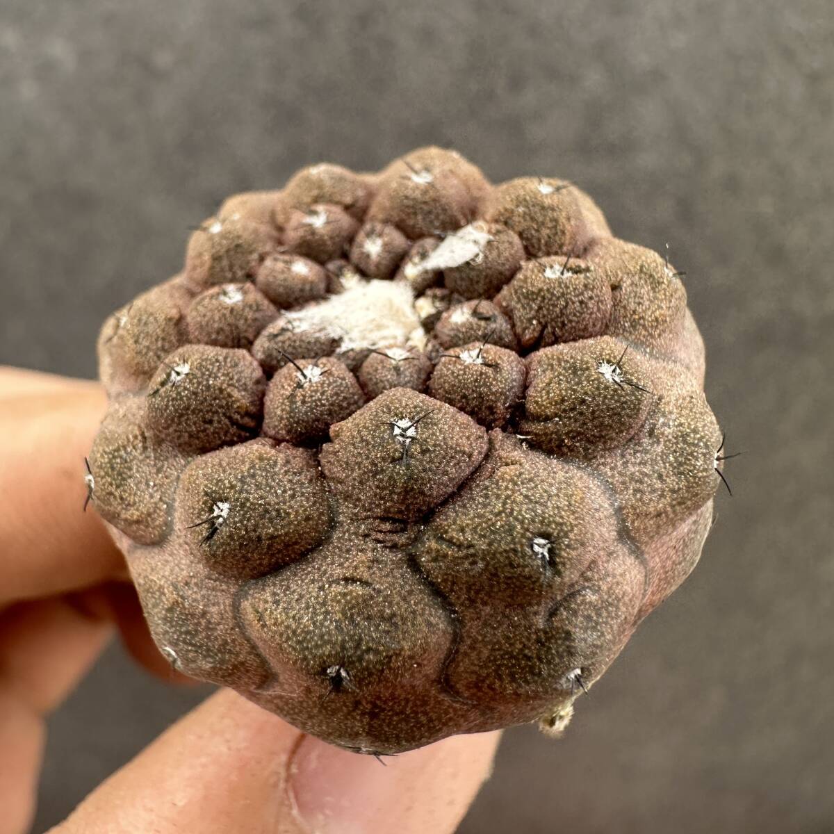 W29 cactus ko Piaa poahipoga air Lizard s gold Copiapoa hypogaea cv. Lizard Skin