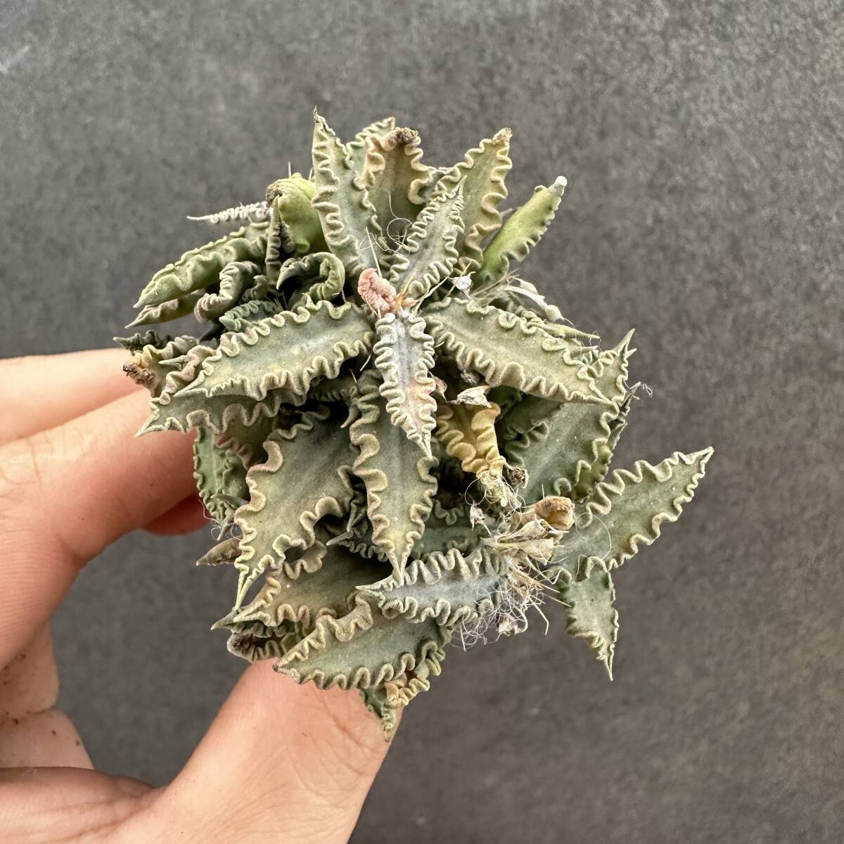 X42 ユーフォルビア トゥレアレンシス Euphorbia tulearensis 実生株 多肉植物 塊根あり 希少種 マダガスカル原産 コーデックス 