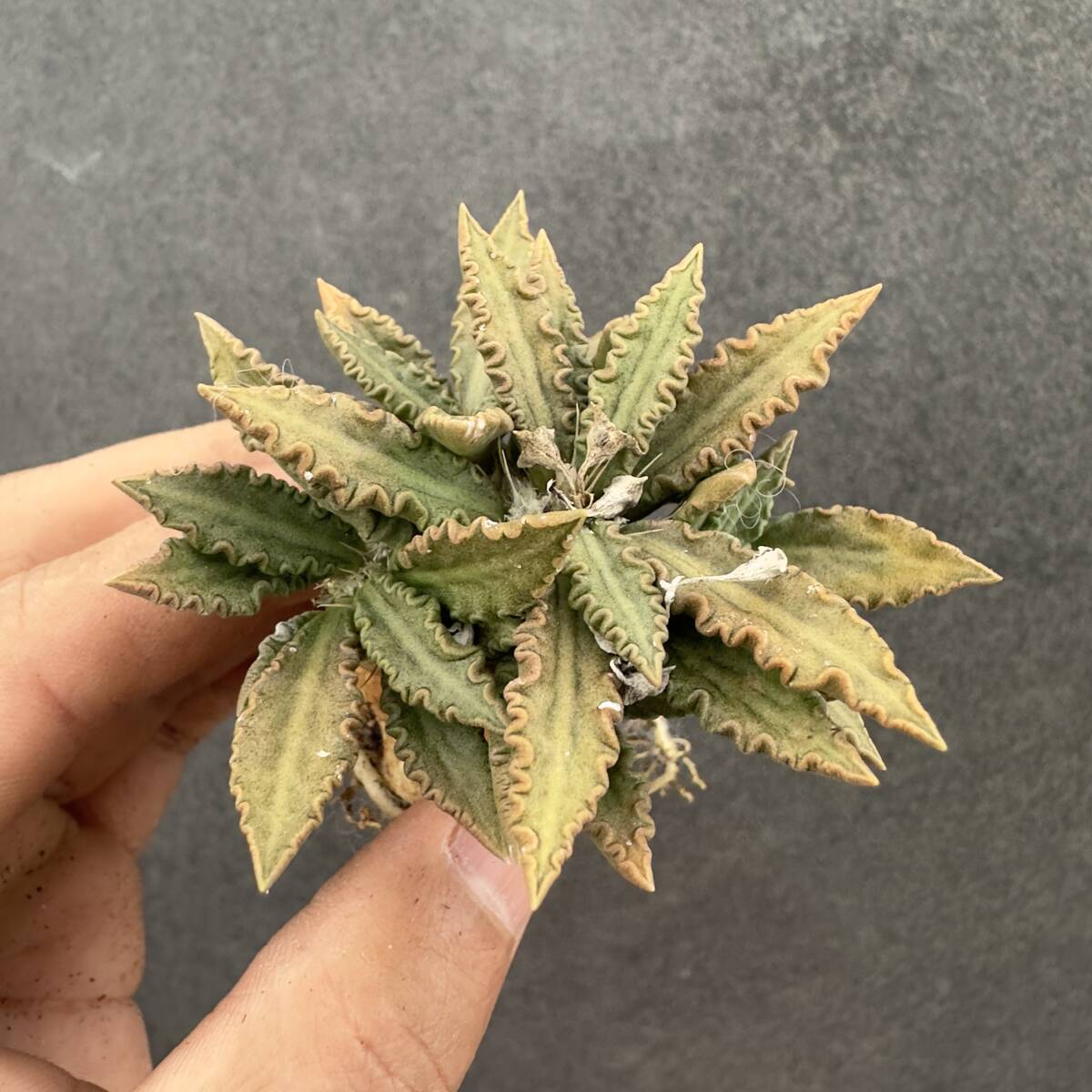 E43 ユーフォルビア トゥレアレンシス Euphorbia tulearensis 実生株 多肉植物 塊根あり 希少種 マダガスカル原産 コーデックス 