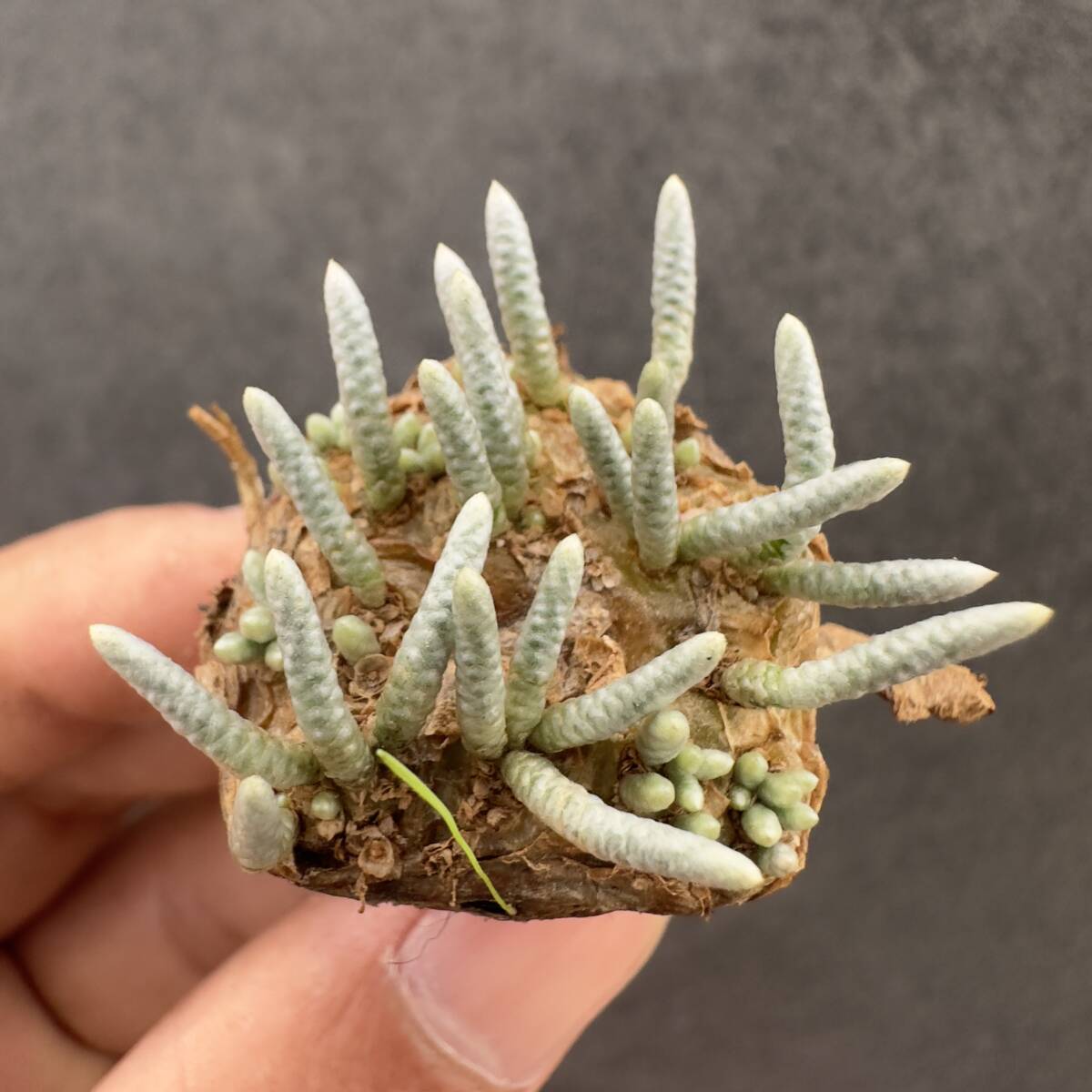 F28 Avonia quinaria ssp. alstonii　アボニア　アルストニー　クイナリア 赤花　大株 検(グラキリス デセプタ　パキプス　塊根　