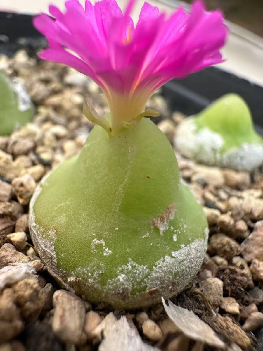 W38 コノフィツム サブテラネウム 5株セット 実生 Conophytum subterraneum TJ62 