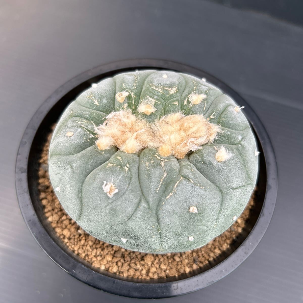 銀冠玉モンスト　実生　 ロフォフォラ　 サボテン　 多肉植物