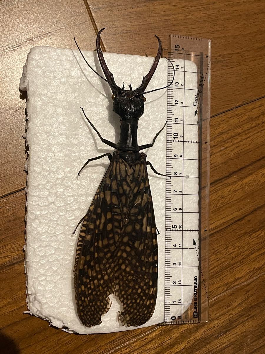 特大 オオキバヘビトンボ 特大 オオキバヘビトンボ