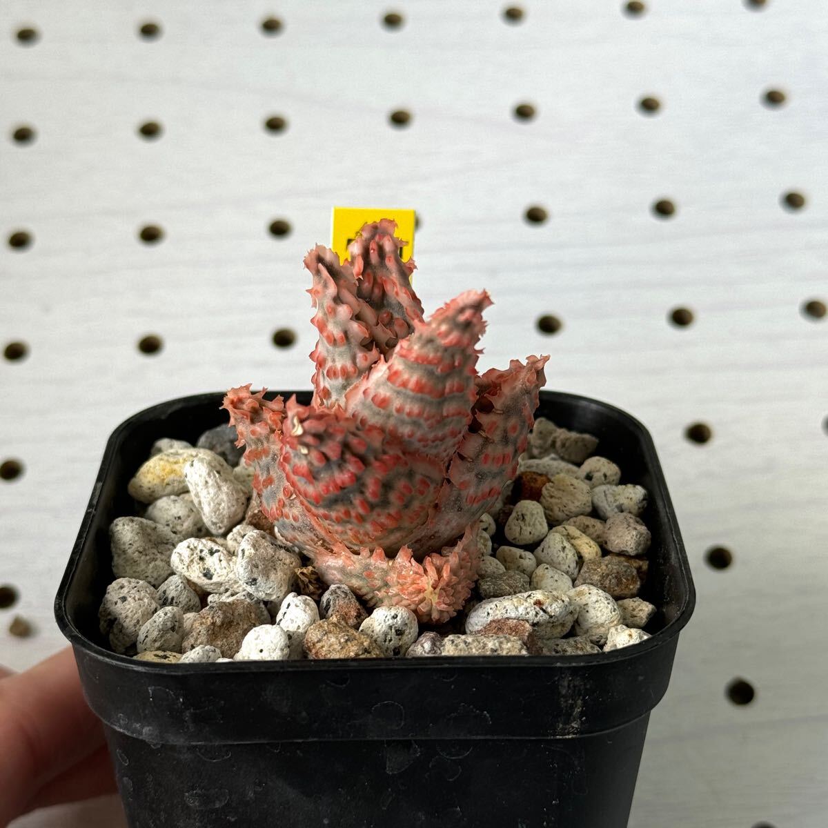 TCT アロエ ハイブリッド 多肉植物 Aloe hybrid 14 観葉植物 TCT アロエ ハイブリッド 多肉植物 Aloe hybrid 14 観葉植物