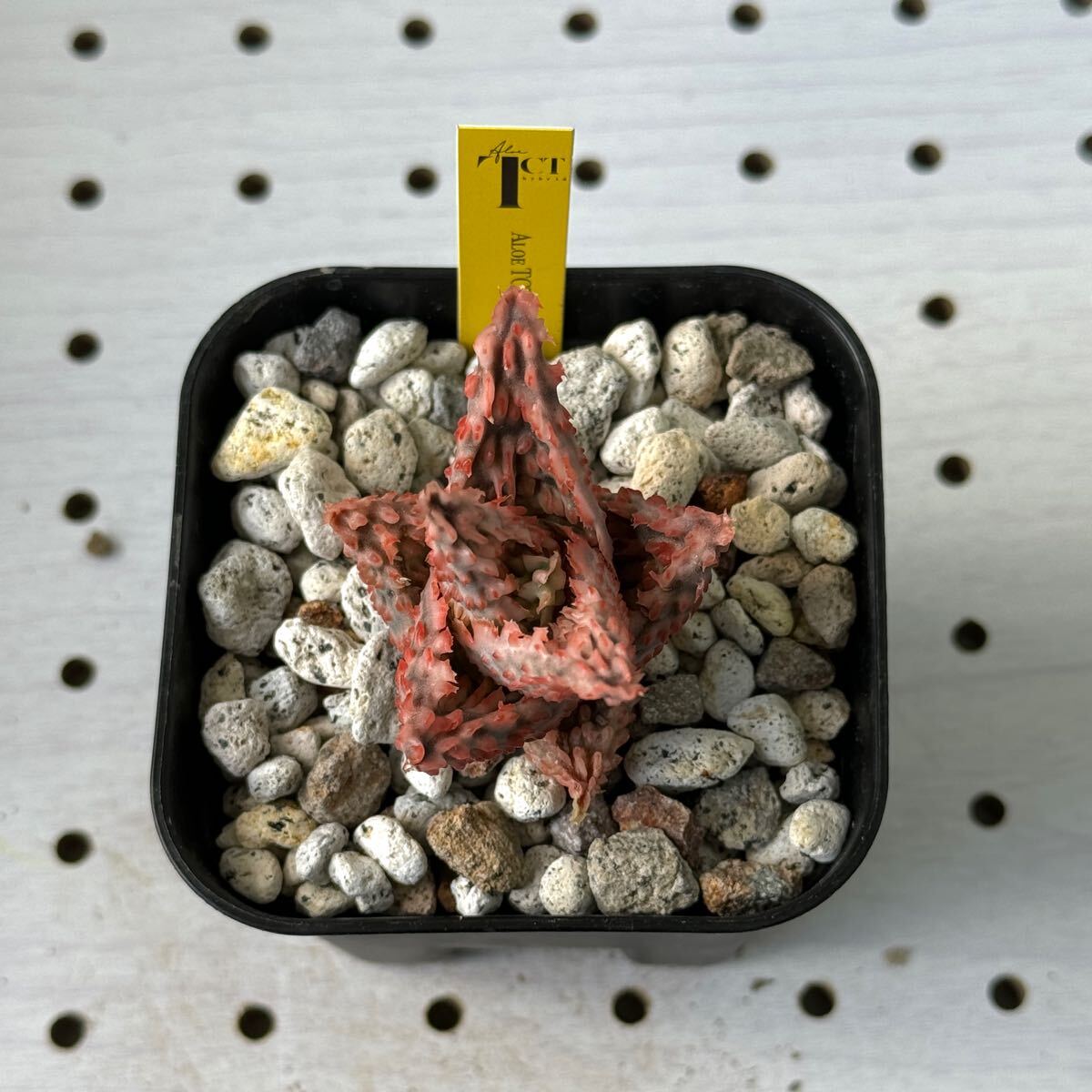 TCT アロエ ハイブリッド 多肉植物 Aloe hybrid 14 観葉植物 TCT アロエ ハイブリッド 多肉植物 Aloe hybrid 14 観葉植物