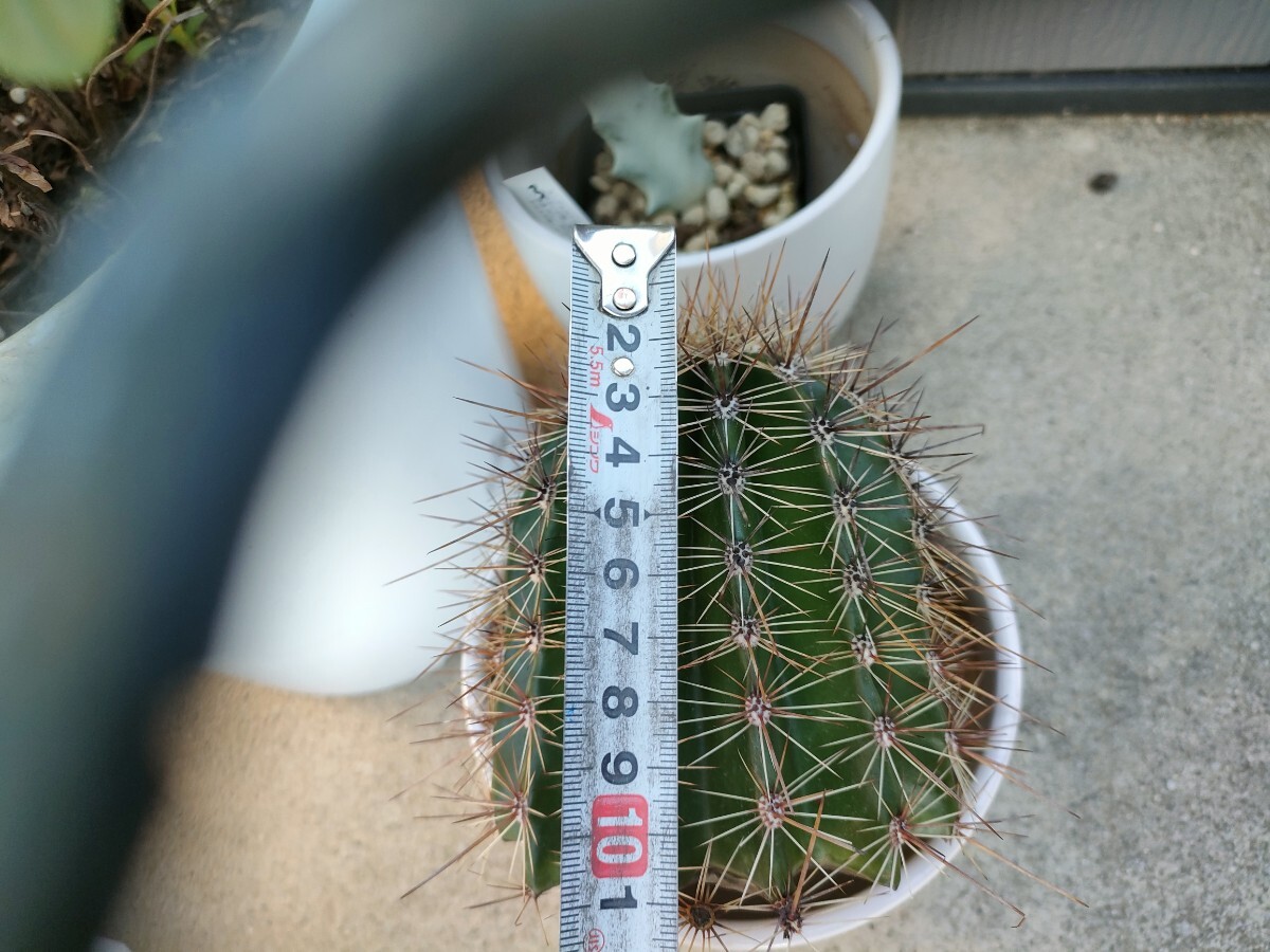太株】 ベンケイチュウ □ 弁慶柱 □ 抜苗 □ 多肉植物 サボテン 太株】 ベンケイチュウ □ 弁慶柱 □ 抜苗 □ 多肉植物 サボテン