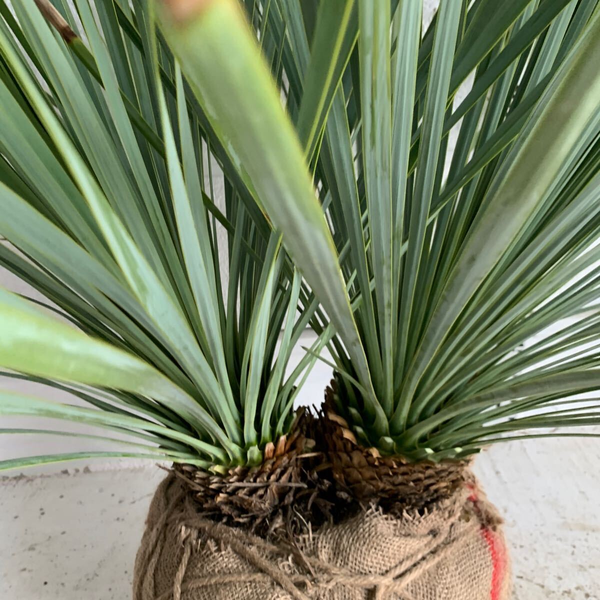 ユッカ ロストラータ Yucca rostrata ロック ガーデン 耐寒性