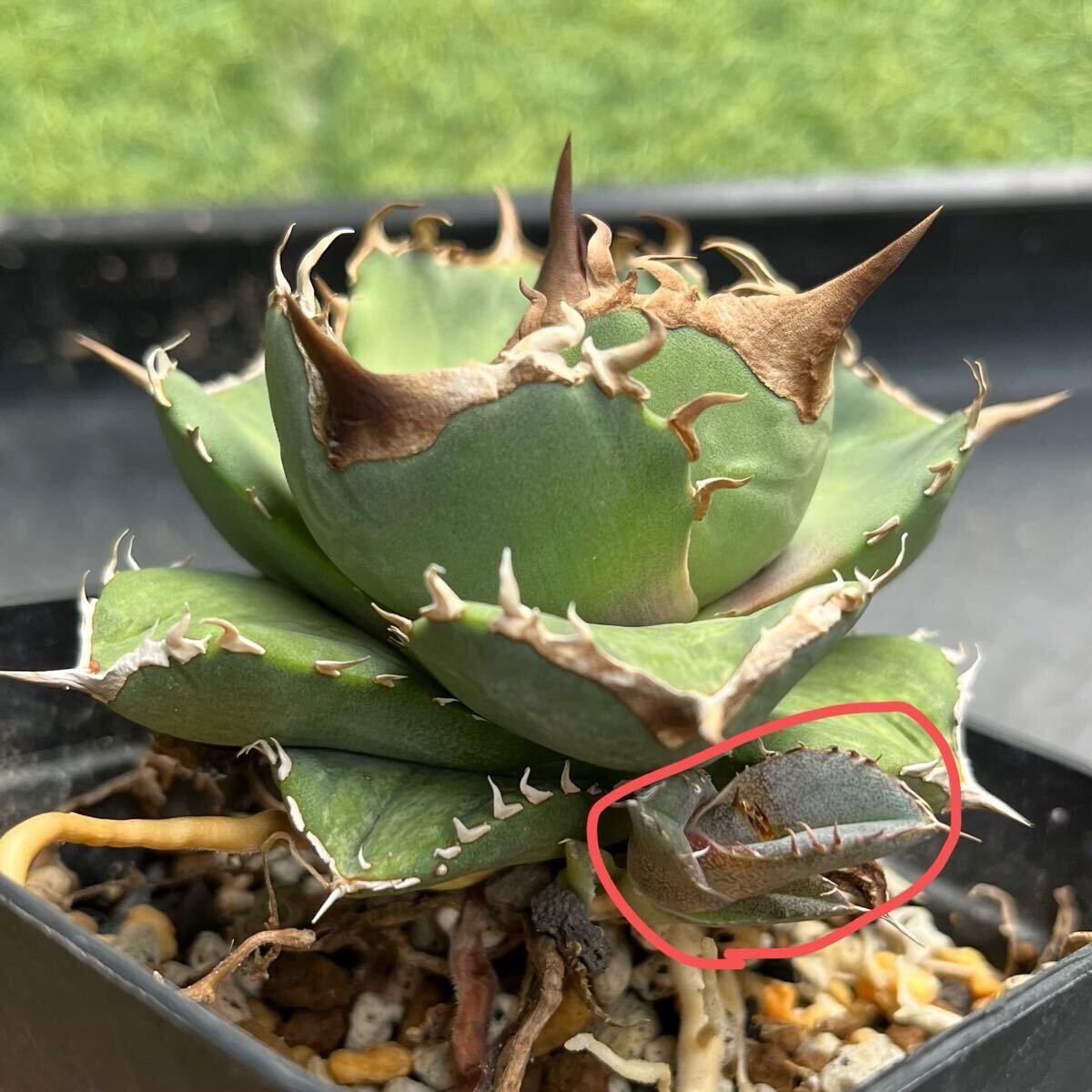 Yahoo!オークション - 初出し アガベ 白巫 子株 検)Agave Yahoo!オークション - 初出し アガベ 白巫 子株 検)Agave