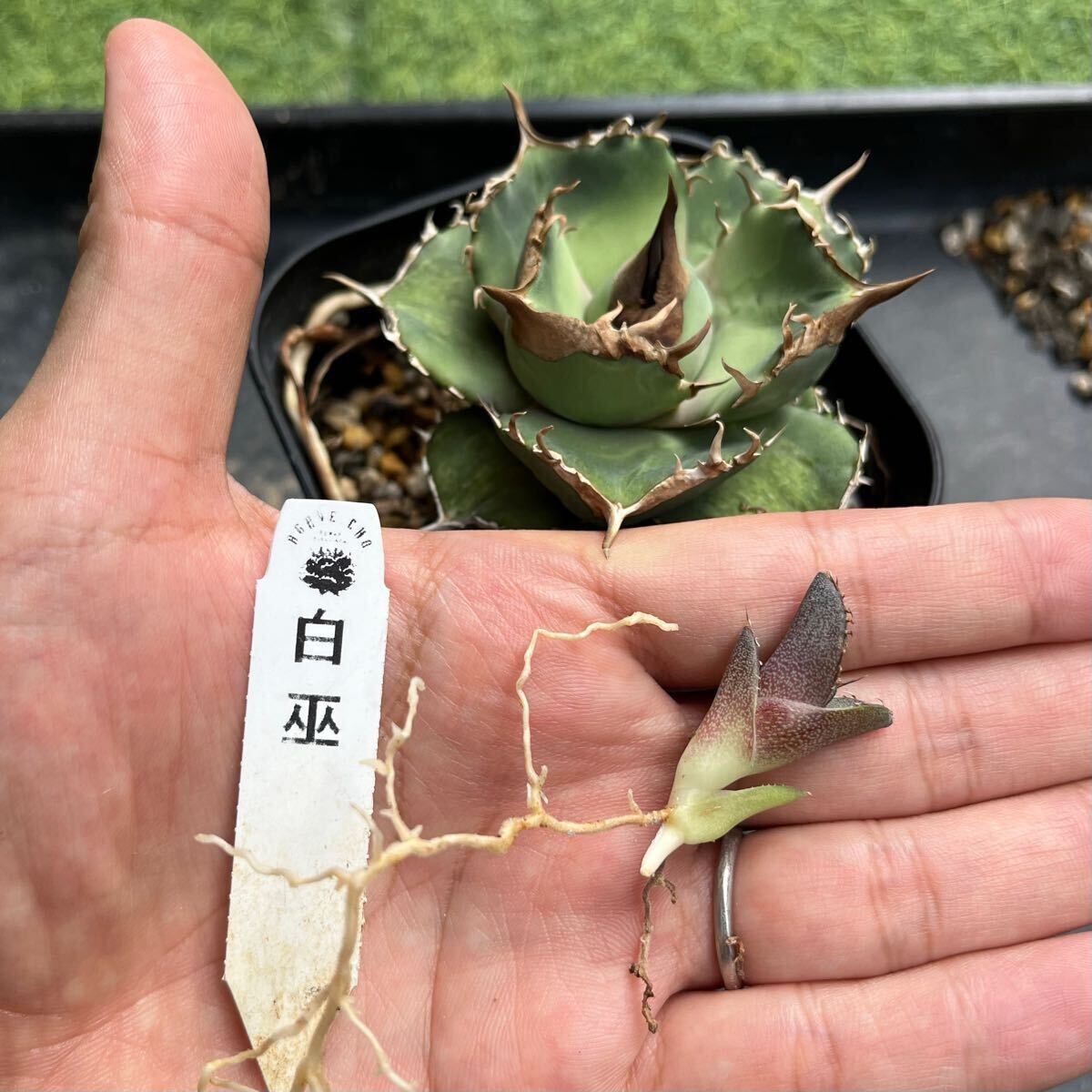 Yahoo!オークション - 初出し アガベ 白巫 子株 検)Agave Yahoo!オークション - 初出し アガベ 白巫 子株 検)Agave