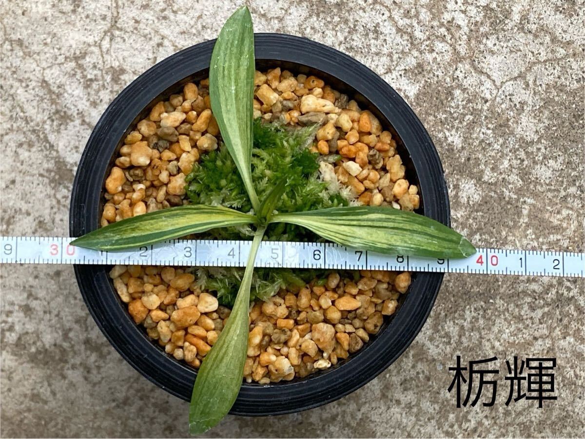 小町蘭・栃輝（松葉紺縞黄中透け)・ネジバナ斑入り ネジバナ 小町蘭 斑入り 野生ラン 蘭 山野草 紺散り松葉、砂子斑、紺