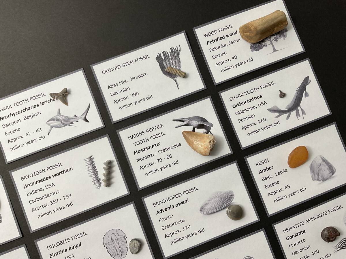 化石 4種 [ZE21] ティラノサウルス モササウルス トリケラトプス