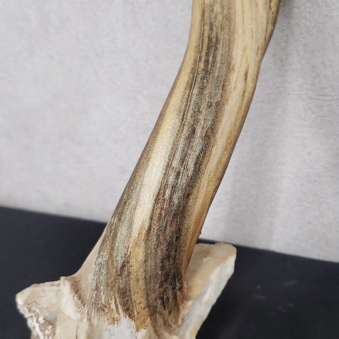 流木 深海海松? 全長98cm ゴーストウッド?ミッドセンチュリー 流木 深海海松? 全長98cm ゴーストウッド?ミッドセンチュリー