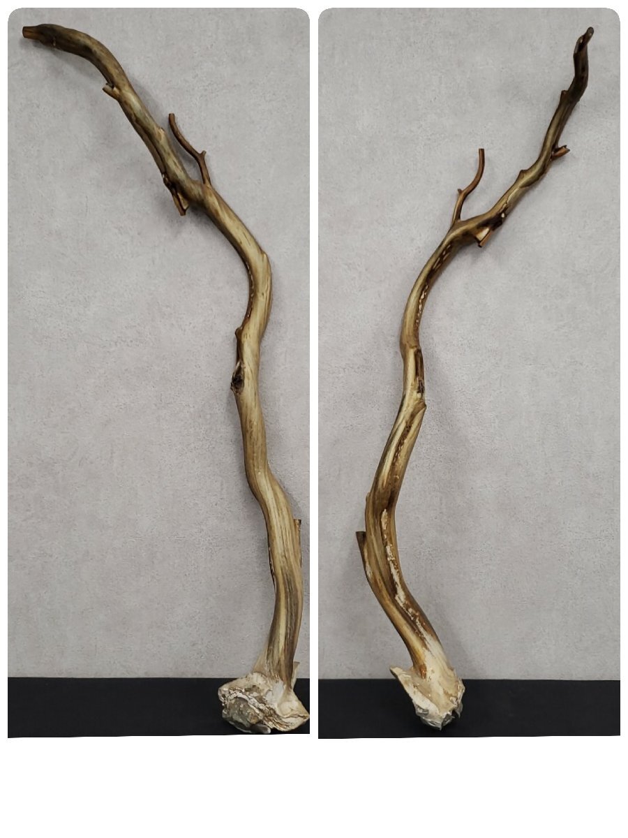 流木 深海海松? 全長98cm ゴーストウッド?ミッドセンチュリー 流木 深海海松? 全長98cm ゴーストウッド?ミッドセンチュリー