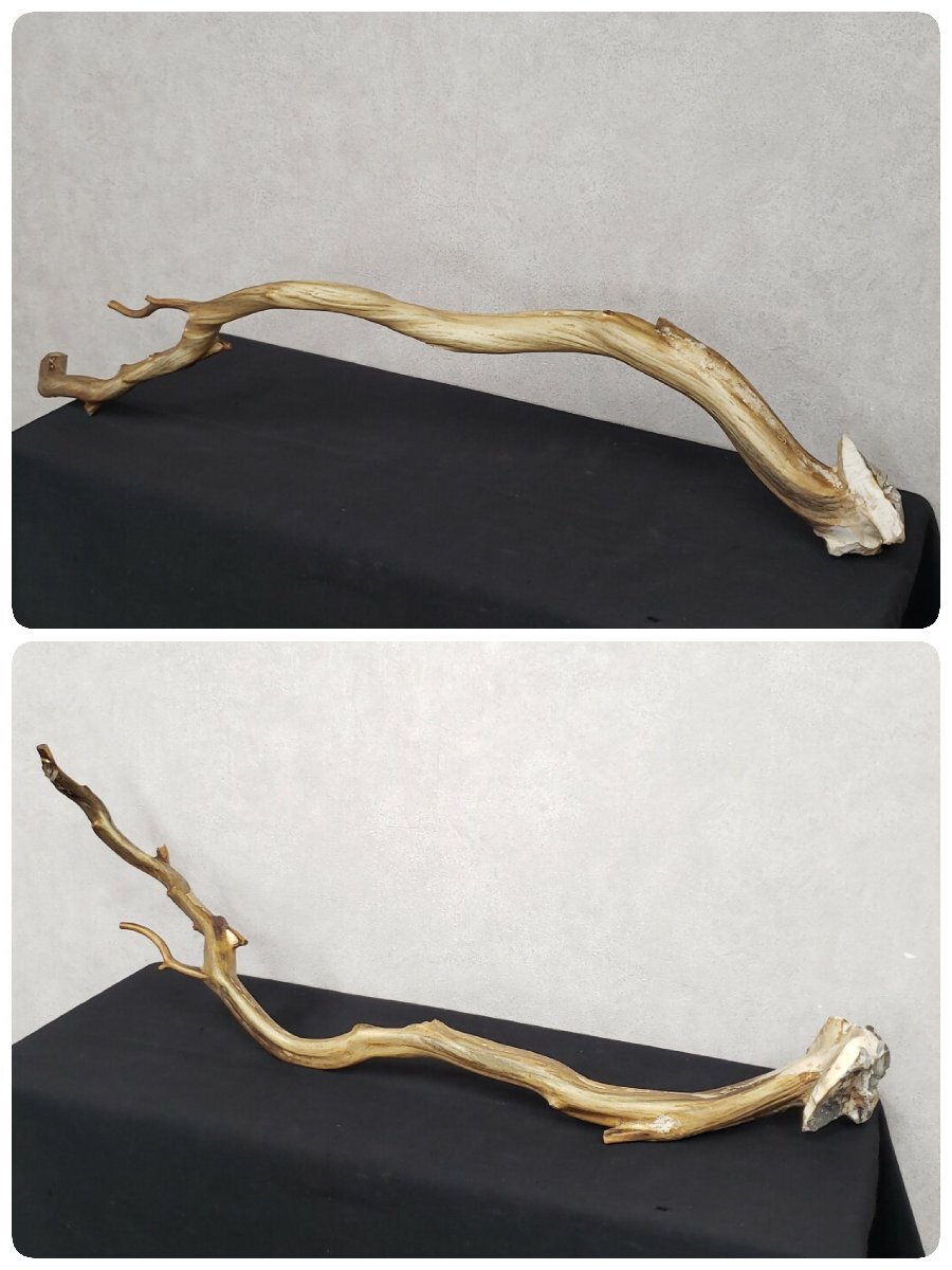 流木 深海海松? 全長98cm ゴーストウッド?ミッドセンチュリー 流木 深海海松? 全長98cm ゴーストウッド?ミッドセンチュリー